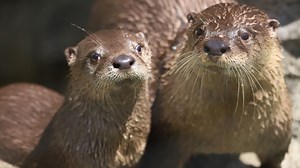 Otter-ly adorable! ❤️ The trio of baby otters who were born at Stone Zoo in late February made their debut today, which just happens to be World Otter Day. | WCVB Channel 5 Boston
