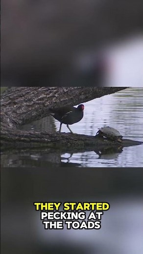 Exploding toads in Germany — their own biology betrays them during mating