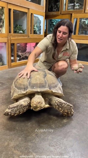 You Won’t Believe How Fast Turtles Can Be 😱