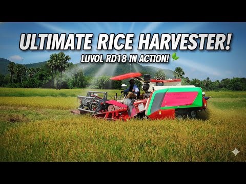 UNSTOPPABLE! LUVOL RD18 Rice Harvester Crushing the Harvest 🌾🚜