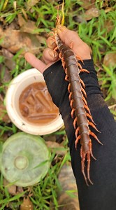 2.6M views · 23K reactions | Bắt rết tay không | Day Minh | Facebook