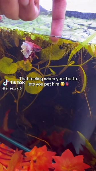 He is the sweetest of all of them🥺💕 -he is healing from fin rot you Can see his transparent fins in there . . . . . . . #fyp #bettafish #viral #betta #fishtok