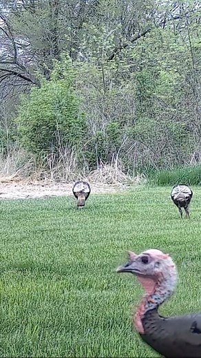 FRONT Yard Turkey FLOCK!!! 👆FULL VIDEO ON MY YOUTUBE CHANNEL☝️ . . . . . #ThisOutdoorsman #Outdoorsman #Outdoors #IdRatherBeOutside #GetOutside #OptOutside #GetOutdoors #WeLiveOutdoors #Whitetail #Deer #Hunting #RifleHunting #DeerHunting #DeerSeason #DeerHunter #Hunter #Hunt #BigBuck #Buck #Bobcat #Turkey #TurkeyFlock #Woodchuck #Owl #Raccoon #Trailcam | ThisOutdoorsman