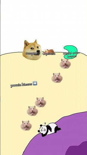 G-protein signal transduction pathways explained!! #apbiology #biology #cellbiology