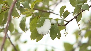 Springtime trees vulnerable in heavy snowfall expected Friday
