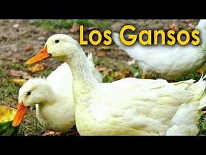 El Ganso - Los niños se divierten con animales del zoologico - Lorenzoo El León