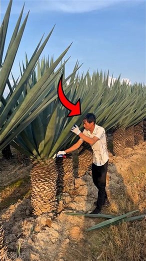 They Turn Plant Leaves Into Shoes 😳❤️ #shorts