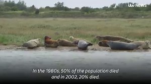 3.5K views · 23 reactions | See the seals being counted in the annual Thames census | ITV London | Facebook