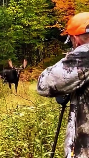 Incredible moose hunting moments #hunting #chasse #deer #bucks #red #caccia #moose #foxhunting #fox
