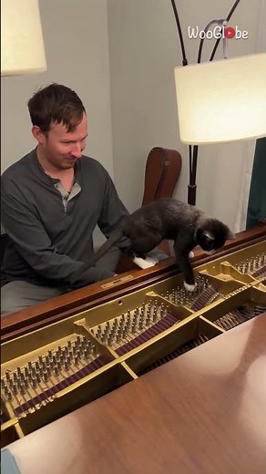 Kitten on Keys: Adorable Feline's First Piano Lesson || WooGlobe