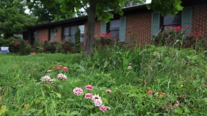 Some lawns are going wild all year as people continue with "No Mow May"