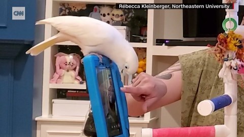 Parrots learn to call their feathered friends on video chat