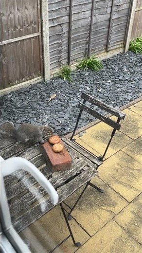 #squirrel #london #wildlife #cute #nature #animals #gray #cuteanimals #cooky #spring #flowers