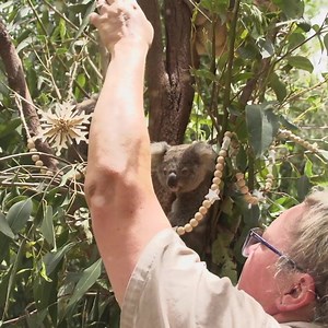 365K views · 37K reactions | THE KOALA CHRISTMAS PARTY OF THE DECADE! ❗️❗️ Bon Bon, Stella, Elfie, Humbug, Tink, Roughie and Scottie have gathered together to celebrate the festive season at Currumbin Wildlife Sanctuary. Our Christmas wish continues to be helping secure a future for these beautiful Aussie icons. Wishing everyone a ‘koala-ity’ Christmas! | Currumbin Wildlife Sanctuary | Facebook