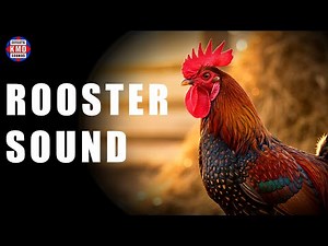 ROOSTER SOUND - ANIMAL SOUNDS - Sound Effects