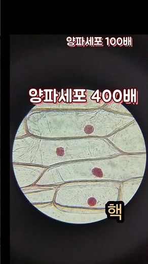 동물세포, 식물세포 비교 관찰, 핵염색 #양파세포 #구강상피세포 #식물동물세포비교 #세포핵염색