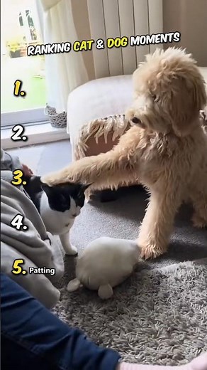 Top 5 Cutest Cat and Dog Moments You Need to See! #shorts #catshorts #dogshorts #funnycats #cat