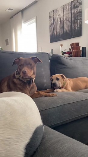 Dogs Understanding English: Hilarious Moments