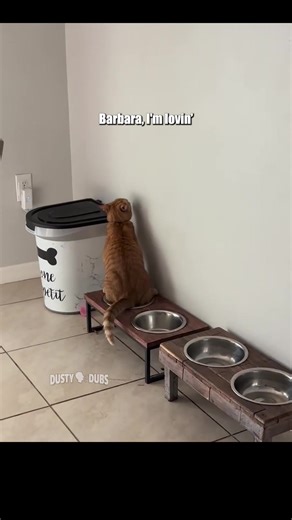 Hilarious Animal Voiceovers Compilation