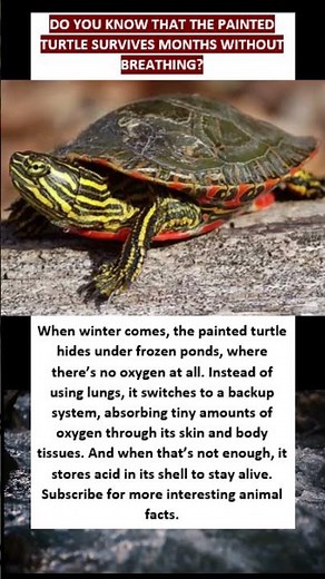 Do you know the PAINTED TURTLE survives months without breathing? # shorts
