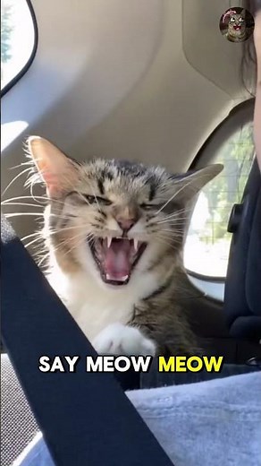 Funniest Random Cat Moments Caught on Camera 😹 | You Won’t Stop Laughing!