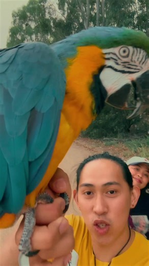 Experience the Freedom of Free-Flying Macaws