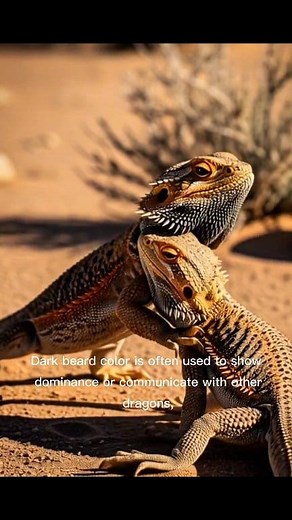 21K views · 534 reactions | Why Bearded Dragons Change Their Skin Color | Real Reason Explained #BeardedDragon #ReptileFacts #AnimalShorts #LizardFacts #ColorChange #Reptiles #PetReptiles #Shorts #YTShorts #AnimalScience | Bearded Dragon | Facebook