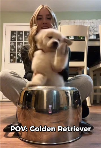 Adorable Golden Retriever Puppies That Will Melt Your Heart