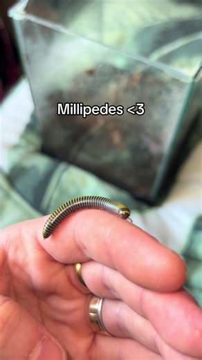 Cute Baby Millipede Exploration