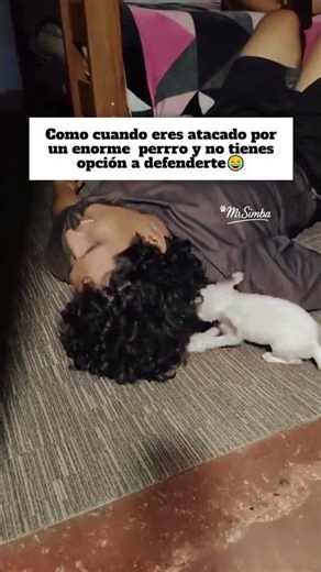 Atacado por un enorme perro🤣🐕#mascotas #perros #humor
