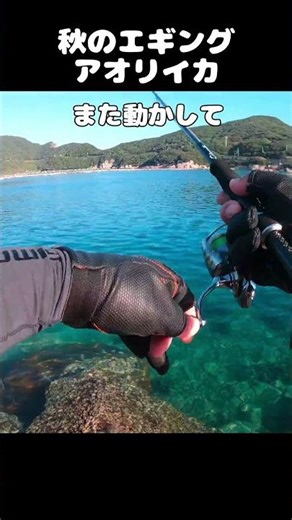 投げてすぐ釣れるアオリイカ釣り！秋のエギング #エギング #shorts #釣り #アオリイカ
