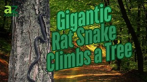 Gigantic Rat Snake Zooms Up a Tree in Virginia Foothills