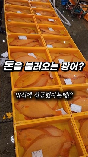 What is the price of the golden halibut that appeared at the Noryangjin dawn auction?