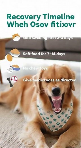 🐾 Your Dog Just Had a Tooth Pulled? Here’s What to Expect.