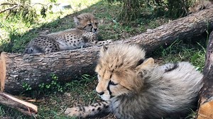 3.1K views · 183 reactions | Lazy days on Cheetah Hill…it’s hard to...