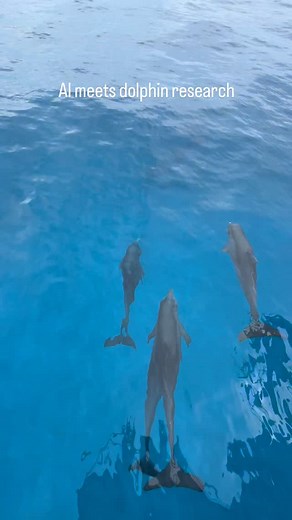 🐬🔬 What does it look like to study dolphin communication using cutting-edge tech—like underwater computers integrated with AI? Join Dr. Denise Herzing, the Wild Dolphin Project, and our computer-scientist partners at Georgia Tech, as we take you behind the scenes on Stenella: prepping gear, testing underwater devices, analyzing dolphin sounds, and documenting behavior in real time. From sunrise fieldwork to high-tech data collection, this work takes a full team effort—everyone helps with dolph
