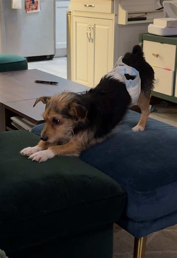 Labubu is getting up close and personal with the inside of Katie’s nose 😆