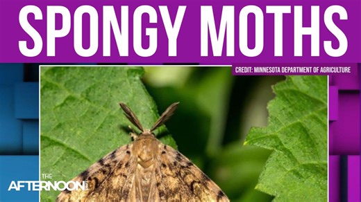 What is a spongy moth? Control effort underway in Minnesota