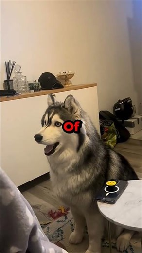 Why Do Huskies Talk Like This Poodle Facts #viral #shorts #dog