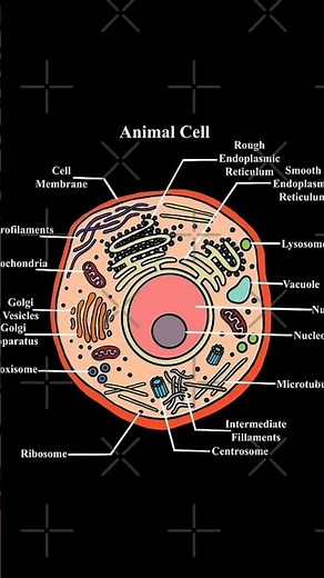 stracture of Animal cell diagram #cellbiology #biology #science part of animals cell #shortvideo