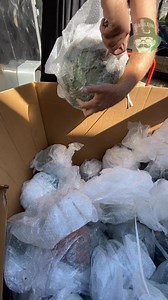 We just received a Large Unexpected Load of Vintage Japanese Glass Net Float Balls & the timing couldn’t have been better!!! #floatballs #floatball #NetFloat #Nautical #nauticaldecor #NauticalVibes #glassfloats #beachdecor #BeachHouseVibes #beachhousedecor #outerbanksnc #outerbanks #cottagedecor #yardart #beachcottage #BeachCottageVibes #nauticalstyle #christmasgiftideas #BohoStyle #bohodecor #bohogifts #BohoVibes #GiftIdeas2025 #uniquegiftideas #shippingavailable #FreeShipping #christmasgifts |