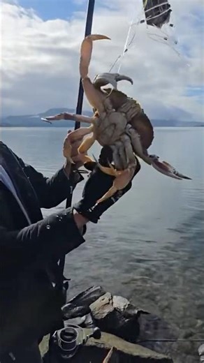 Crab Snaring Netarts Oregon #crabbing #fishing #rivercrab #crabfishing #beach #crabsnare #crab
