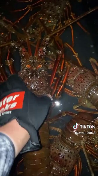 ザリガニ釣り解禁！日本の海での楽しみ