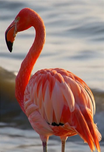 Discover the Beauty of Flamingos: Nature's Elegant Birds