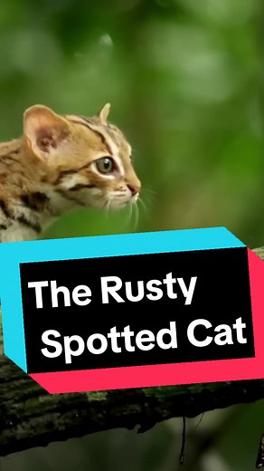 Meet the Rusty Spotted Cat: The Smallest Wildcat in the World!