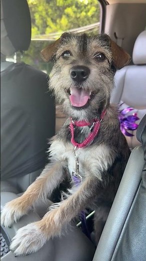 Wila the Schnauzer/Border Terrier mix