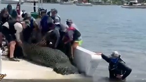 Officials rescue injured manatee spotted off Florida Beach