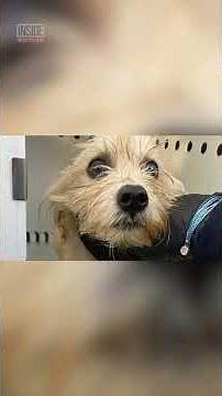 Cop Adopts Trash Compactor Puppy #shorts