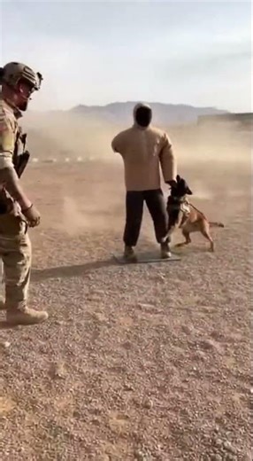 Military K9 Training in Action: Belgian Malinois on Duty #K9Unit #BelgianMalinois #PoliceTraining