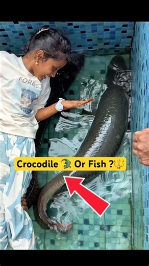 Crocodile 🐊 ya Fish? Identify the Fish babiya Crocodile divine or Arapaima fish 🔱#crocodile #fish